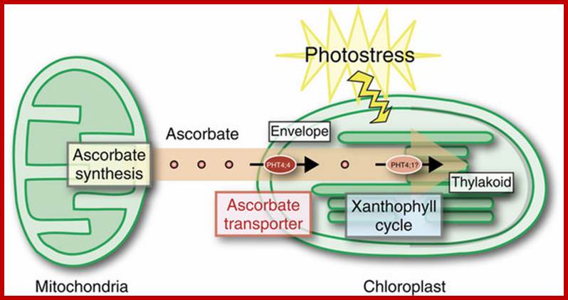 Schematic model of ascorbate transport in chloroplasts.