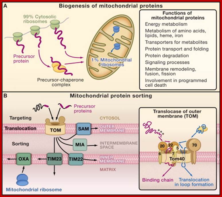 Principles of Mitochondrial Protein Biogenesis(A) Cytosolic and mitochondrial ...