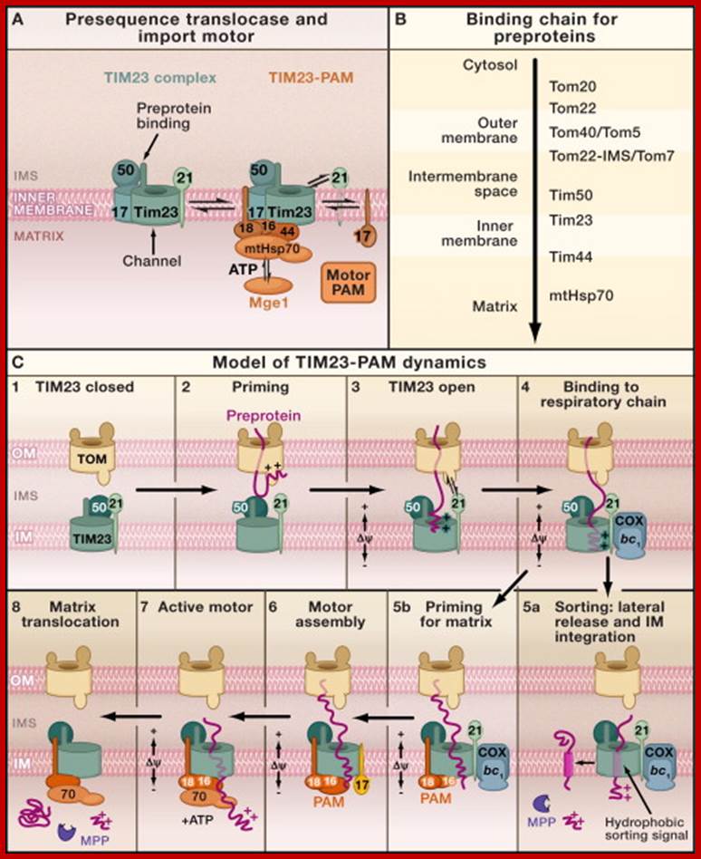The Presequence Pathway to the Mitochondrial Inner Membrane and Matrix(A) Forms ...