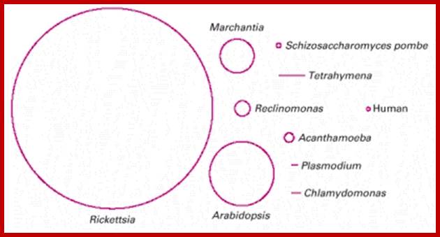 Description: Figure 14-55. Various sizes of mitochondrial genomes.
