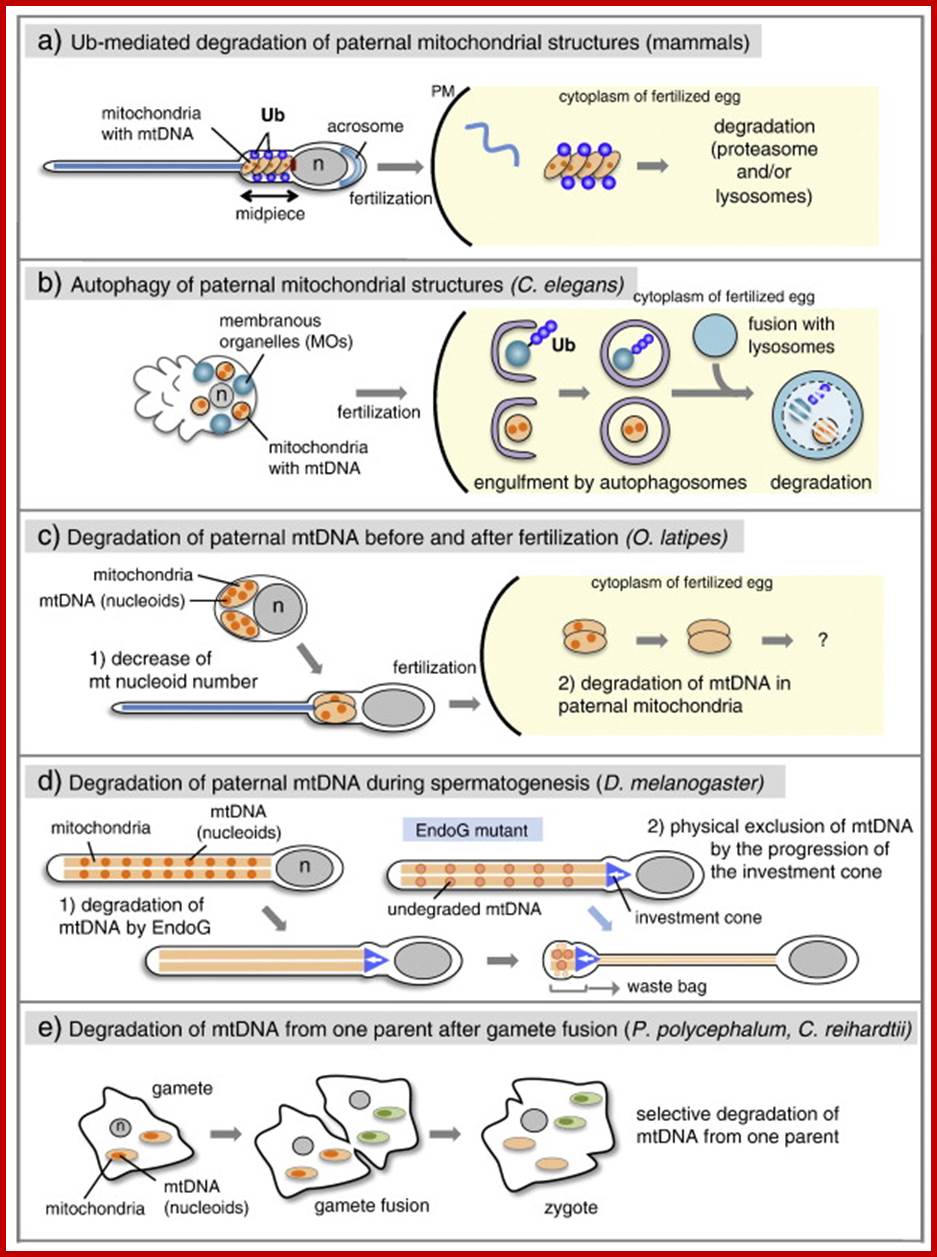 Multiple mechanisms of paternal mtDNA elimination.(a) In mammals, paternal ...