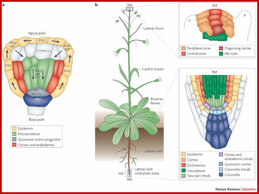 Survival of the flexible: hormonal growth control and adaptation in plant development
