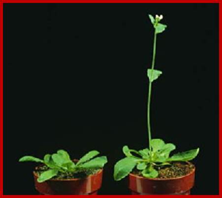 Arabidopsis in SD and LD