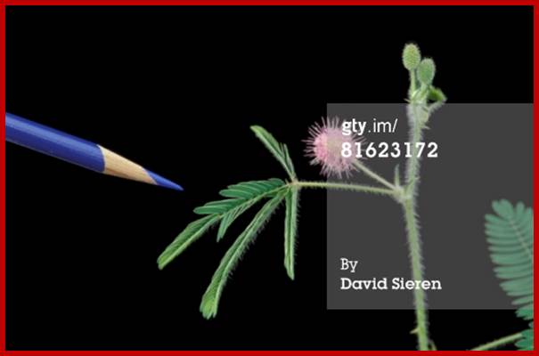 Turgor movement in a Sensitive Plant (Mimosa pudica) after being touched. (Compare with 210818) : Stock Photo