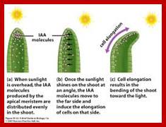 Image result for Phototropic Plant movements