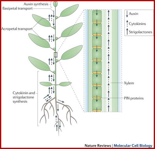 Signal integration in the control of shoot branching