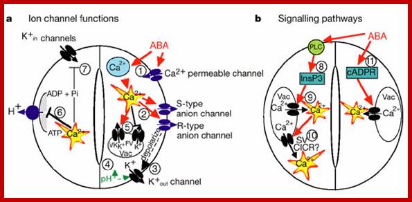 Guard cell abscisic acid signalling and engineering drought hardiness in plants