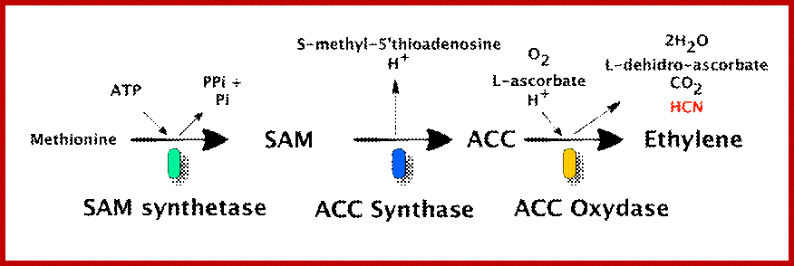 Description: http://2013.igem.org/wiki/images/b/bb/Tn-2013-project_ethylene-Plants_path.jpg